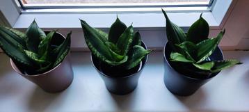 Allerlei leuke planten te koop  beschikbaar voor biedingen
