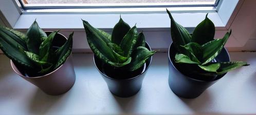 Allerlei leuke planten te koop, Huis en Inrichting, Kamerplanten, Vetplant, Minder dan 100 cm, Groene kamerplant, Volle zon, Ophalen