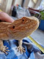 Pogona vrouw, Ophalen, Nieuw, Overige typen