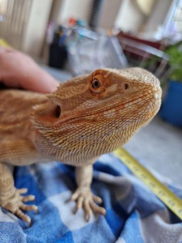Pogona vrouw beschikbaar voor biedingen