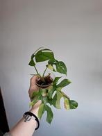 Rhaphidophora tetrasperma variegata plantje, Huis en Inrichting, Kamerplanten, Overige soorten, Minder dan 100 cm, Ophalen of Verzenden