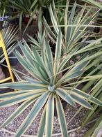yucca varigata, Ophalen