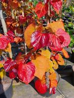 Cercis canadensis ‘ Eternal Flame’ / judas boom / nieuw ‼️‼️, Tuin en Terras, Planten | Bomen, In pot, Lente, Volle zon, 250 tot 400 cm
