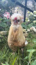 Haantje Coshin/zijdehoen te koop, Dieren en Toebehoren, Mannelijk, Kip