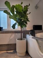 Kamerplant groot, Huis en Inrichting, Ophalen