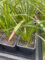 Carex morrowii, Tuin en Terras, Planten | Tuinplanten, Ophalen