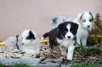Border collie pups geboren op boerderij, Dieren en Toebehoren, Parvo, België, Particulier, 8 tot 15 weken