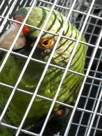 Jardine-papegaai (Poicephalus Gulielmi Massaicus), Dieren en Toebehoren, Papegaai, Vrouwelijk, Geringd