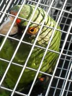 Jardine-papegaai (Poicephalus Gulielmi Massaicus), Papegaai, Vrouwelijk, Geringd