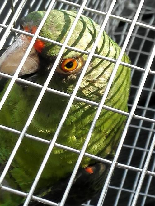 Jardine-papegaai (Poicephalus Gulielmi Massaicus), Dieren en Toebehoren, Vogels | Parkieten en Papegaaien, Papegaai, Vrouwelijk