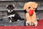 Shiba inu pups, Dieren en Toebehoren, 15 weken tot 1 jaar, Overige rassen, Buitenland, Parvo