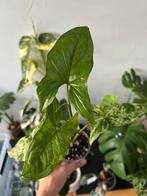 Syngonium gevlekte mojito, Huis en Inrichting, Ophalen of Verzenden, In pot