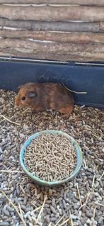 Cavia, Dieren en Toebehoren, Knaagdieren, Vrouwelijk, Cavia