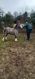 Welsh pony, Animaux & Accessoires, Chevaux