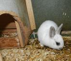 Dwergkonijnen, Animaux & Accessoires, Lapins, Mâle, Nain