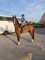e koop: Sultan van de Pereboom – 7-jarige ruin (1m80), Dieren en Toebehoren, Paarden, Springpaard, 175 cm of meer, Gechipt, Ruin