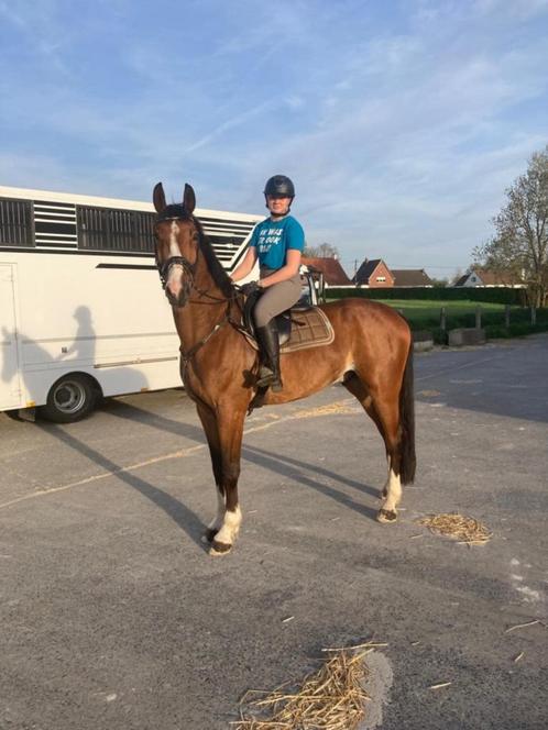 e koop: Sultan van de Pereboom – 7-jarige ruin (1m80), Dieren en Toebehoren, Paarden, Ruin, L, 175 cm of meer, 7 tot 10 jaar, Springpaard