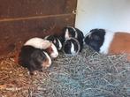 Jonge Cavia's Beertjes en Zeugjes te koop, Dieren en Toebehoren, Knaagdieren, Oktober, Meerdere dieren, Cavia