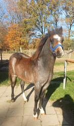 Groot Welsh A hengstveulen met goed papier!, Dieren en Toebehoren, Pony's, Gechipt, 0 tot 2 jaar, Hengst, B pony (1.17m tot 1.27m)