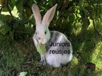 Vlaamse reus / Duitse reus Magpie ram, Dieren en Toebehoren