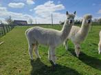 Alpaca merrie, Dieren en Toebehoren, Vrouwelijk