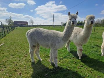 Alpaca merrie, Femelle