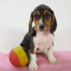 Beagle pups te koop (belgisch), Dieren en Toebehoren, België, Beagle, Handelaar, CDV (hondenziekte)