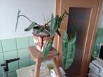 Philodendron billietiae plante verte interieur, Maison & Meubles, Plantes d'intérieur, Ombre partielle, En pot, Plante verte, Enlèvement