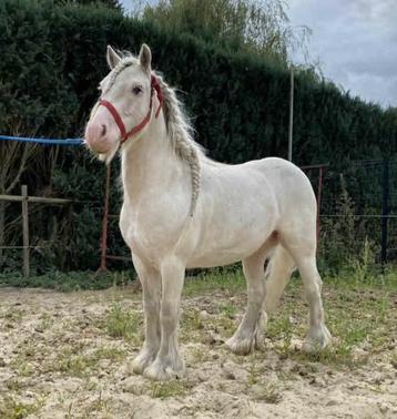 Hongre 5 ans  beschikbaar voor biedingen