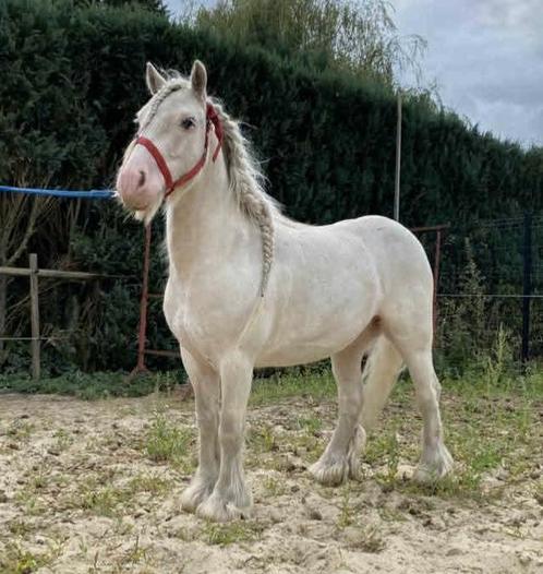 Hongre 5 ans, Dieren en Toebehoren, Pony's, Ruin, L