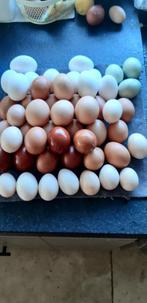 kippen- eieren - vrije uitloop, Diversen, Levensmiddelen, Ophalen of Verzenden