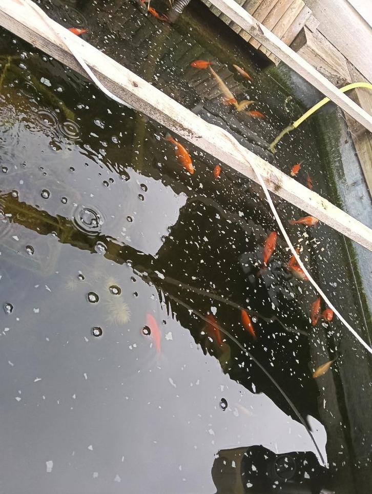 Gratis Sarasa en gewone goudvis, Dieren en Toebehoren, Vissen | Vijvervissen, Goudvis(sen)