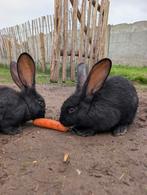 Vlaamse Reusjes, 2 zwarte rammen, Dieren en Toebehoren, Konijnen