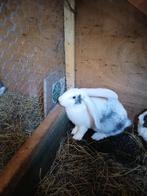 Duitse voedster, Dieren en Toebehoren