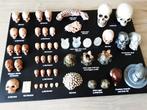 Allerhande schedels., Hobby en Vrije tijd, Nieuw, Diorama, Ophalen of Verzenden