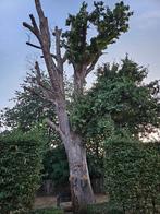brandhout, Tuin en Terras, Brandhout, 3 tot 6 m³, Ophalen, Eikenhout, Stammen