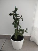 Mooie crassula vetplant, 45cm hoog, Huis en Inrichting, Kamerplanten, Ophalen, Vetplant