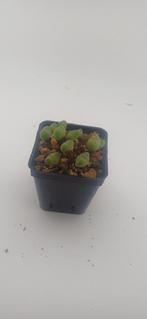 conophytum, Huis en Inrichting, Vetplant, Ophalen of Verzenden, Minder dan 100 cm, Volle zon