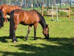 Zeer lieve merrie, Merrie