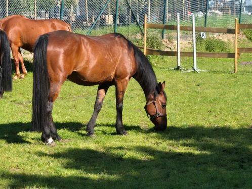 Zeer lieve merrie, Dieren en Toebehoren, Paarden, Merrie