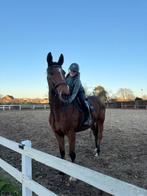 Leuke ruin van 175 en 6 jaar, Dieren en Toebehoren, Paarden, Ruin
