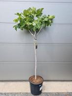 Ficus Carica - vijgenboom 'Goutte de Miel', Tuin en Terras, Ophalen, Vijgenboom