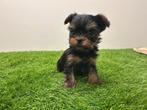 Nestje MINI Yorkshire Terrier pups, België, Reu, 8 tot 15 weken, Meerdere