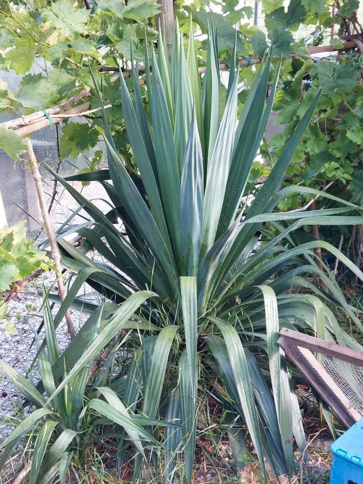 Palmlelie, Tuin en Terras, Planten | Tuinplanten, Ophalen