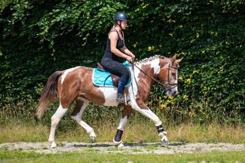 Zeer brave en apart knappe D pony!!  beschikbaar voor biedingen