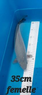 Carpe koi, Animaux & Accessoires, Carpe ou Koï