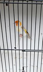 Mâle Chardo Mutation, Mâle