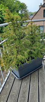 Taxus met bak inbegrepen, Tuin en Terras, Planten | Bomen, Ophalen