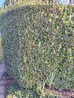 Liguster, Tuin en Terras, Planten | Struiken en Hagen, Ophalen, Liguster