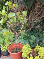 Druivelaars in pot, Ophalen, In pot